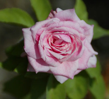HAVE CAMERA: Stop and shoot the roses