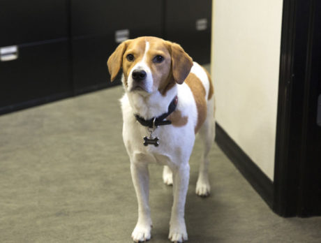 BONZ: Bonz’s book on Norman: This hound’s a hoot!