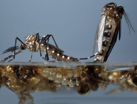 Mosquito trial in Keys creates local buzz