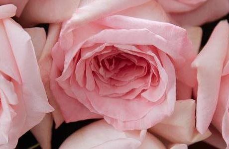 Smart tips to help Mother’s Day flowers last longer