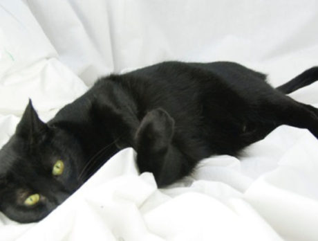 Meet Ibiza – H.A.L.O. Rescue’s Pet of the Week