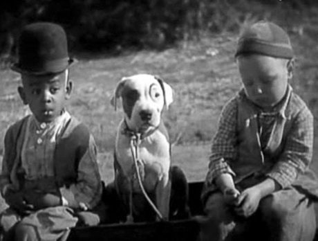 ALL PETS: Owners celebrate National Pit Bull Awareness Day