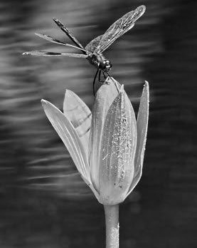 005_4WingsAndPetals