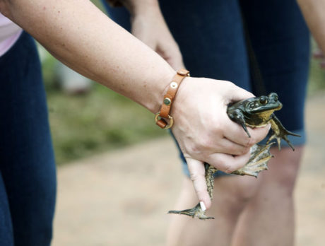 Frog Hop
