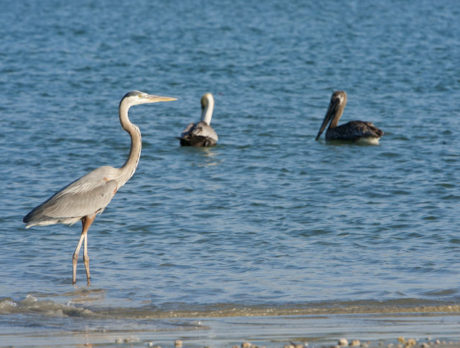 Wildlife at the Sebastian Inlet