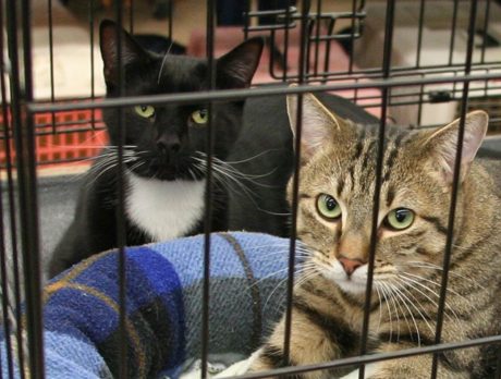 Back in Black adoption event to benefit H.A.L.O.Rescue