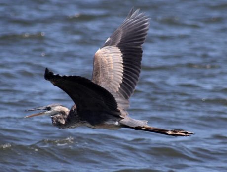 Lagoon rally expected to draw hundreds to Riverside Park on Saturday