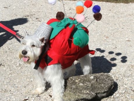 Howl-O-Ween Dog Costume Pawrade & Pet Expo