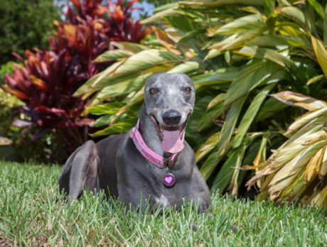 BONZ: Bonzo yaps with a retired Greyhound racer
