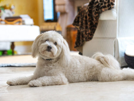 BONZ: Bonzo meets a Pomapoo, a champion dog-sitter