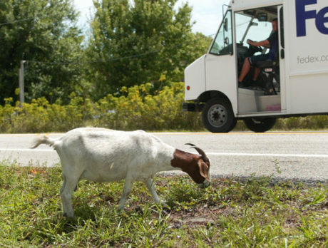 HAVE CAMERA: It’s “Animal Farm” come to life