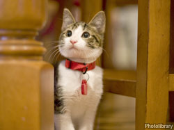 Paw friendly tips for a fresh home and a healthy pet