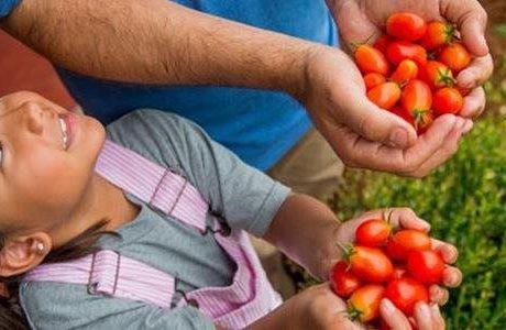 Small-space gardens: Easy tips for homegrown flavors