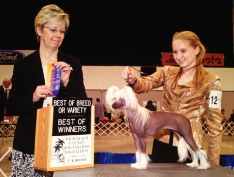 BONZO: Champion Chinese crested starts off on wrong paw