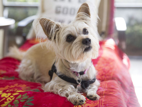 BONZ: GirlyGirl pooch Penny Lane battles the car wash