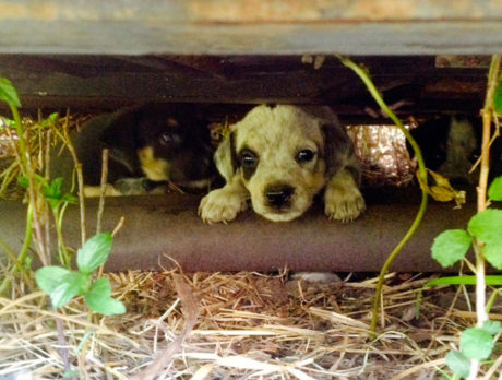 H.A.L.O. Rescue takes in 41 puppies in 30 days