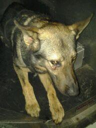 Teen arrested for injuring K-9 in attempt to flee