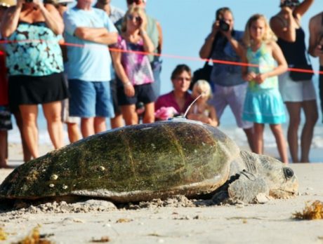 Loggerhead turtles get Tour de Turtles send-off