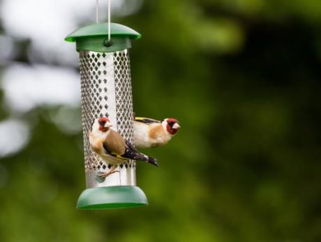 Is Your Lawn and Garden Bird-Friendly?