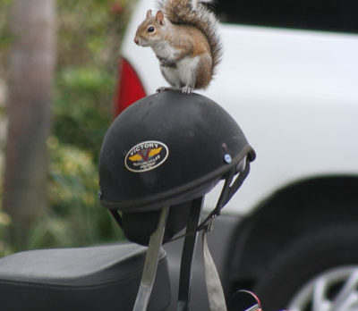 CAMERA BLOG: A squirrelly shoot