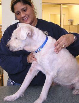 Humane Society to offer animal massage workshop Jan. 23