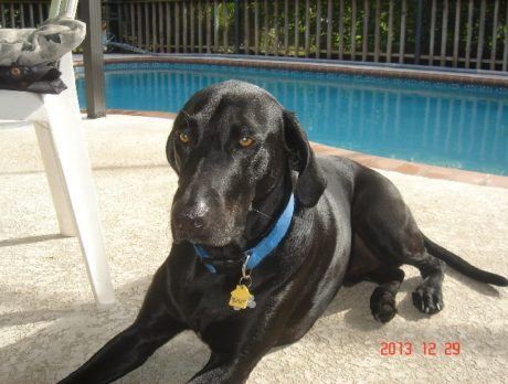 The Bonz: Zeus and Mr. B give a big shout out to those who rescue pets