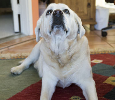 BONZ: It’s (Best in) Showtime! Bonz meets Dugan
