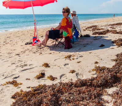 Blame turtles for seaweed on beach