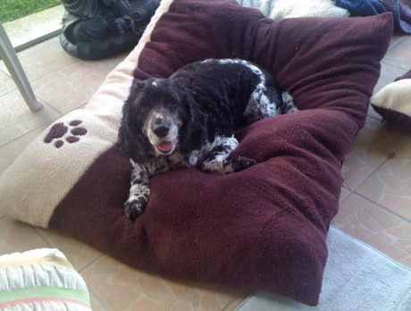 BONZ: Bonzo meets Frodo, a Spaniel like himself
