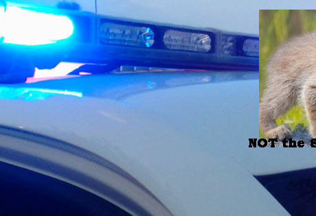 Furry intruder flees scene of Indian River Shores break-in