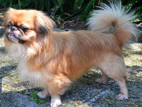 Meet Coach – H.A.L.O. Rescue’s pet of the week