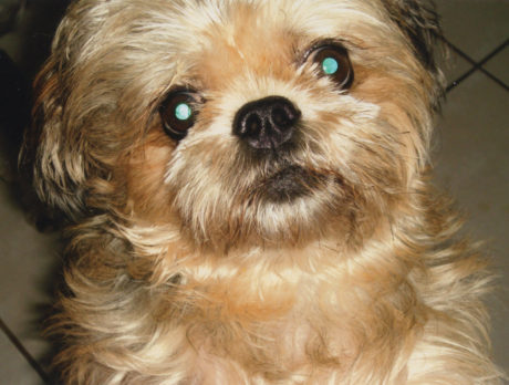 BONZ: Dog named Goliath turns out to be on the small side