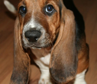 BONZ: Three brothers, two breeds, one Sebastian home