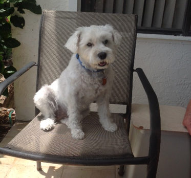 BONZ: The joy of meeting a Schnauzer who’s not bossy
