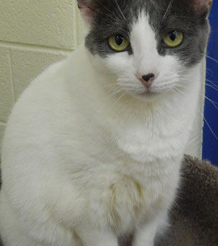 Meet Manhattan – Humane Society’s pet of the week