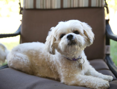 BONZ: Bonzo meets cute hybrid who’s no creampuff