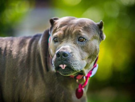 BONZ: Bonz gabs with Gabby, a Southern bulldog belle