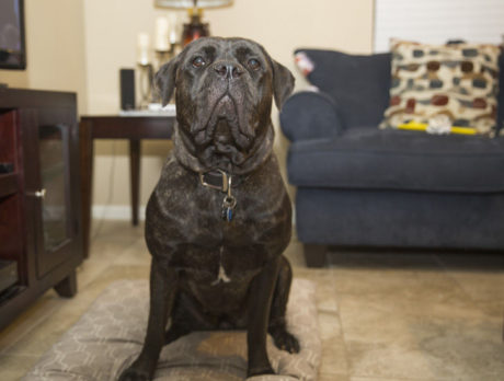 BONZ: A tough dog with a tutu and pink toenails