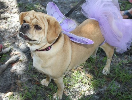 Howl-O-Ween Dog Costume Pawrade & Pet Expo