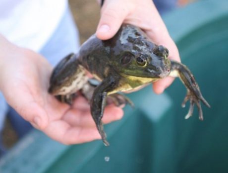 Frog Leg Fest hops out of Fellsmere with record turnout