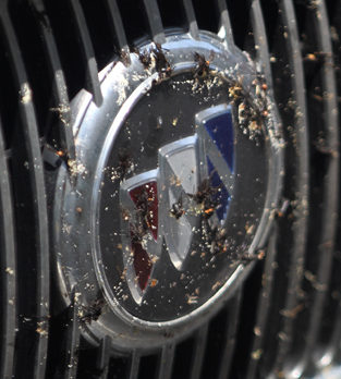 CAMERA: VBHS Girls Lacrosse killed and so did I, love bugs!