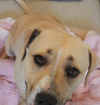 Meet Saki – Humane Society’s Pet of the Week