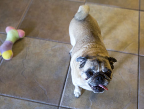 BONZ: Bonzo’s new phrase: ‘A grumble of pugs!’