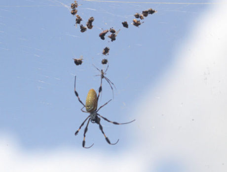 CAMERA: Random pixels – another thing to avoid in Florida (creepy crawly)