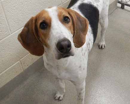 Meet Kelsey – Humane Society’s Pet of the Week