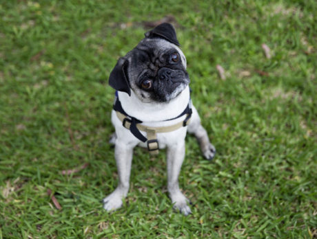BONZ: Bonz says hey to PeiPei, an amazing service dog