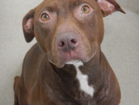Meet Myla – Humane Society’s Pet of the Week
