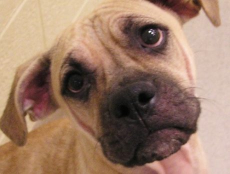 Pet Allergies