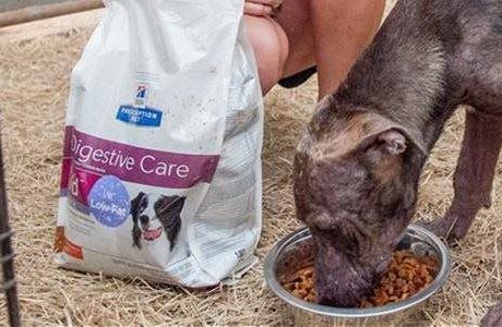Year-round ways to help pets and their families in need