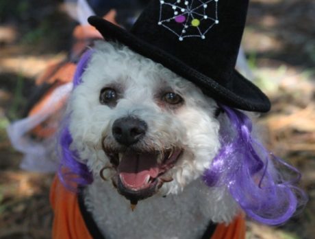 Howl-O-Ween Dog Costume Pawrade & Pet Expo
